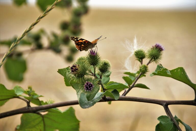 Vynález suchého zipu byl inspirován pozorováním přírody.