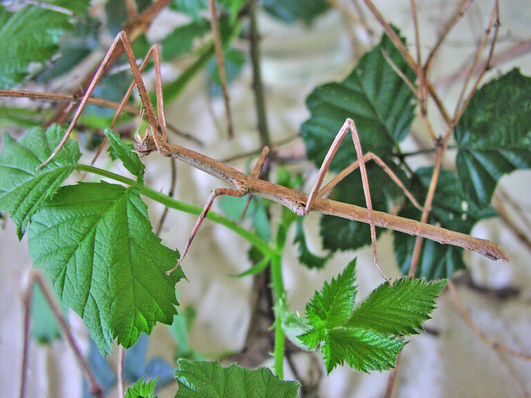 Pakobylka rohatá (Medauroidea extradentata) je hmyz z řádu strašilek.