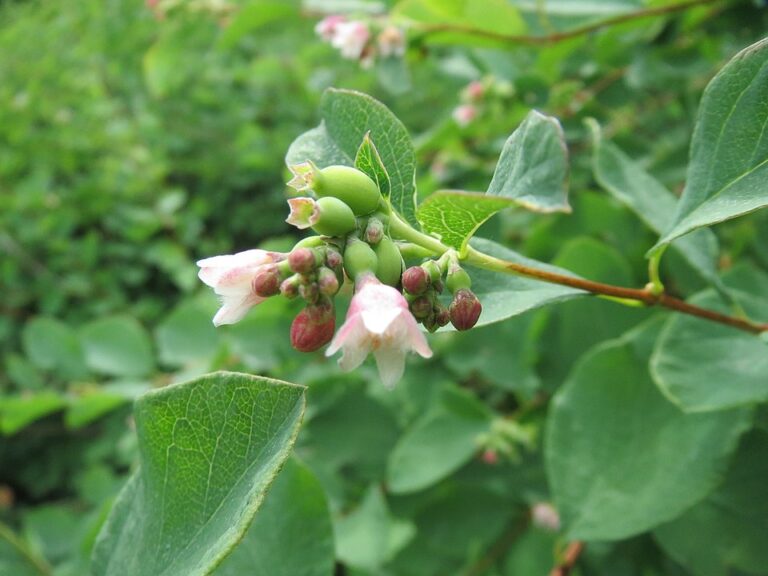 Květy této rostliny okouzlují svou něžnou krásou.
