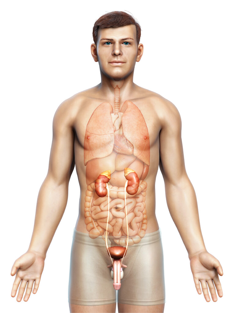 Víte, že…...běloši mají tendenci zešedivět dříve než černoši nebo Asiaté?