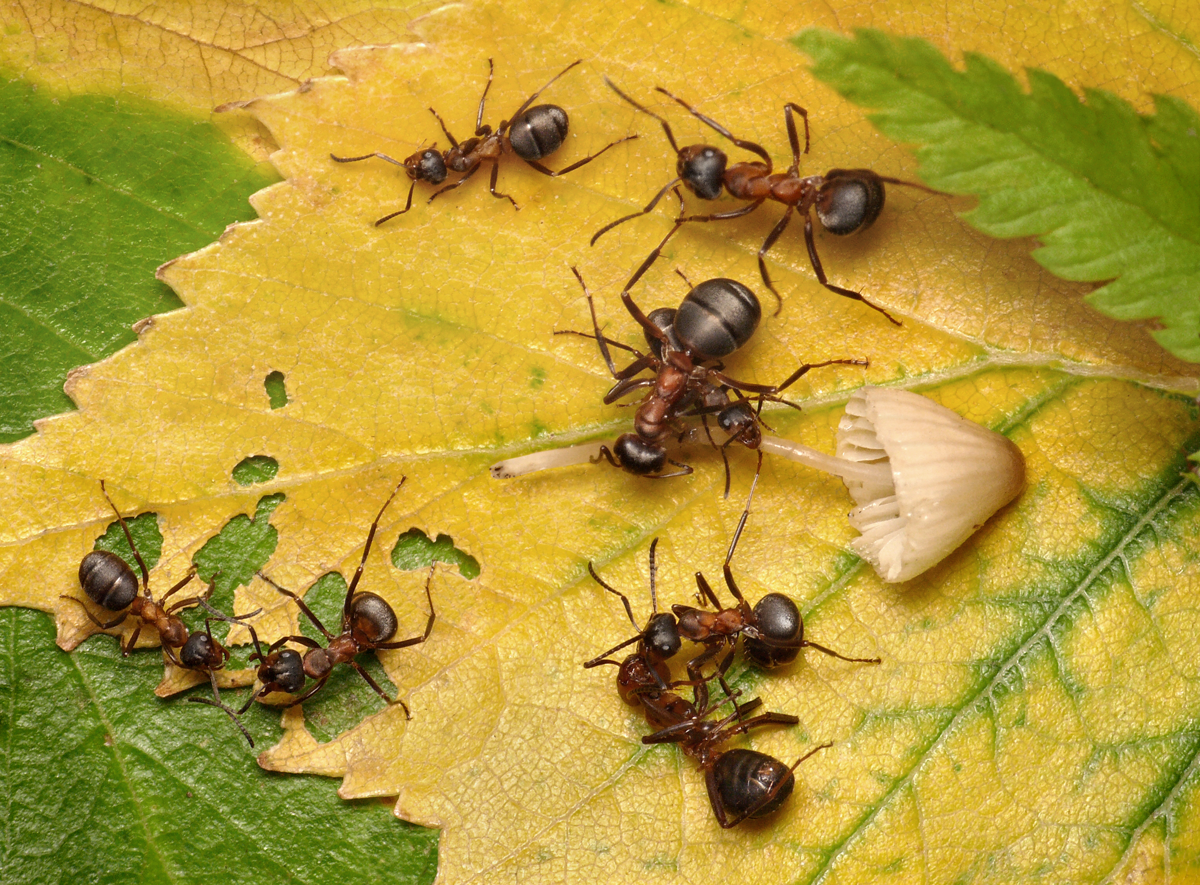 Termiti: Malí stavitelé s velkou minulostí