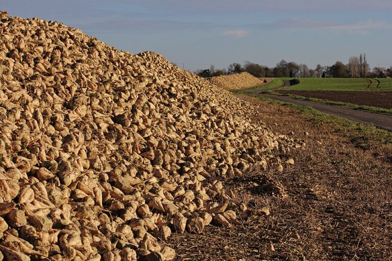 Bohatá podzimní sklizeň cukrové řepy