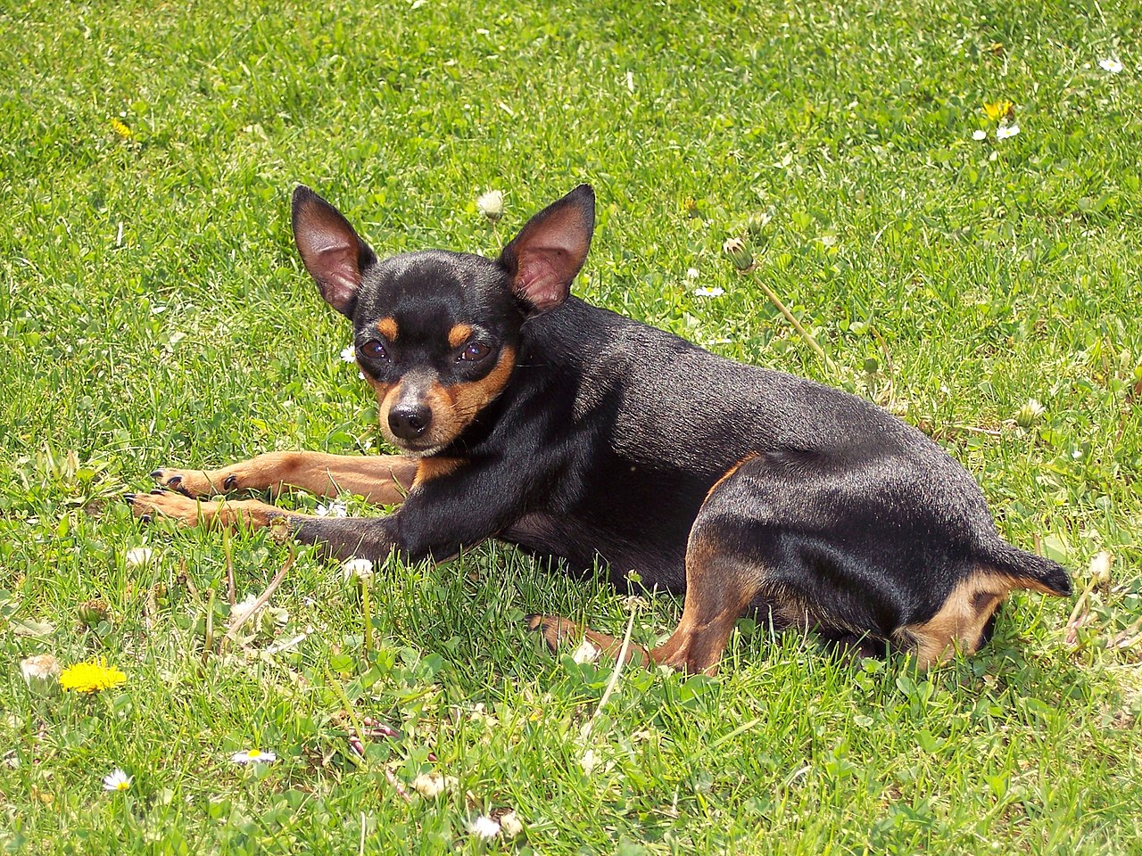 Typická česká psí plemena: Drobný lovec i věrný strážce