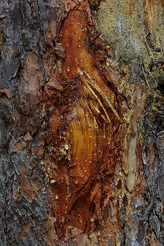 Smola je přírodním obvazem, který si strom sám vyrobí.