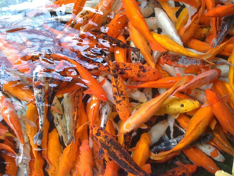 Asi nejčastěji jsou ale červení či oranžoví.