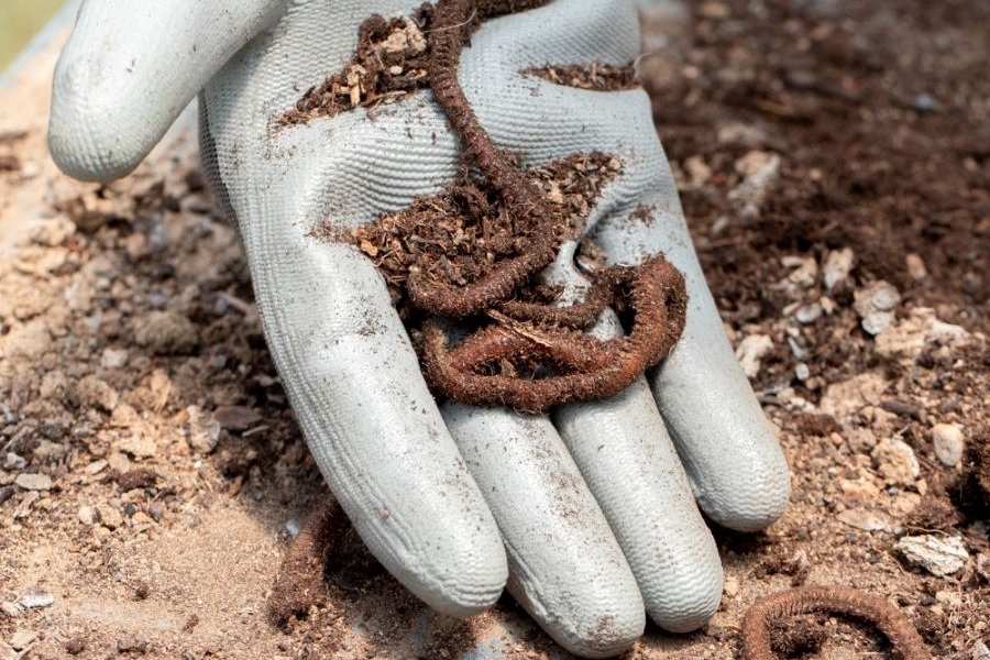 Když žížaly pracují za vás. Domácí kompostér schováte do sklepa nebo garáže