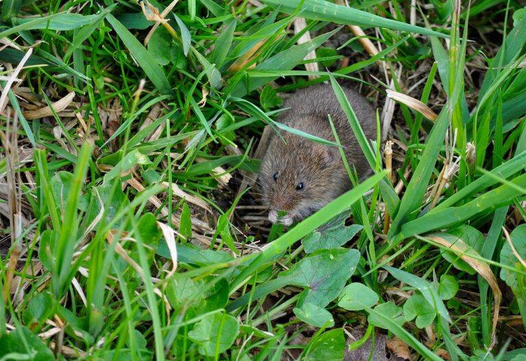 Když hraboš prérijní nemůže reagovat na oxytocin, nerozezná přátele od cizích.