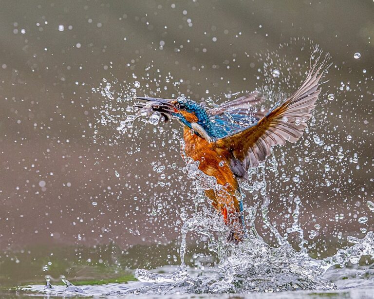 Střemhlavé slétnutí dolů, ulovení ryby a návrat na původní místo jsou otázkou vteřin.