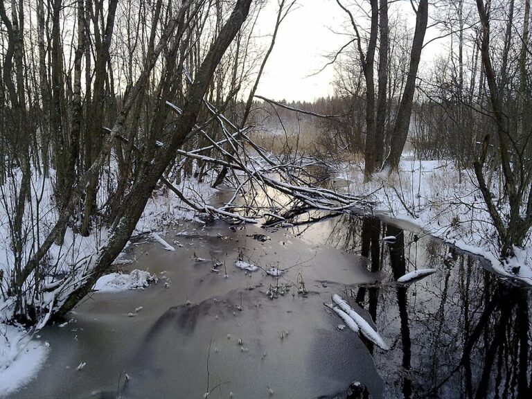 Čisté vodní toky s bohatým výskytem ryb jsou pro ledňáčky ideálním životním prostředím.