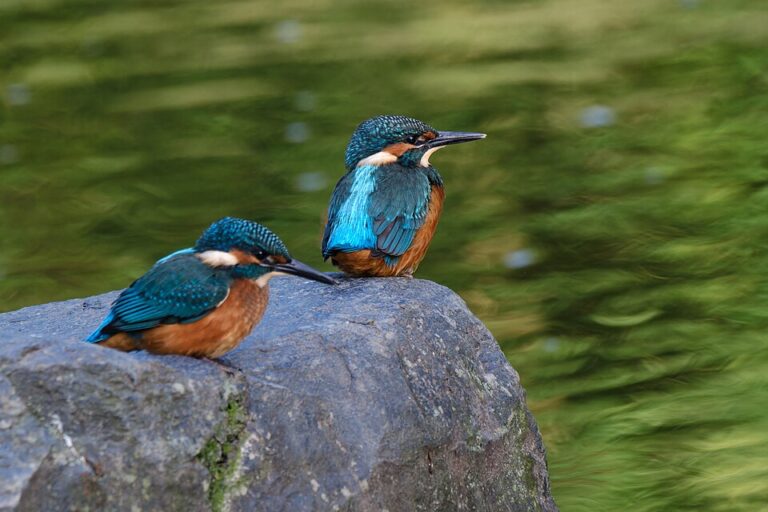 Mladí ledňáčci jen několik dní poté, co opustili hnízdní noru.