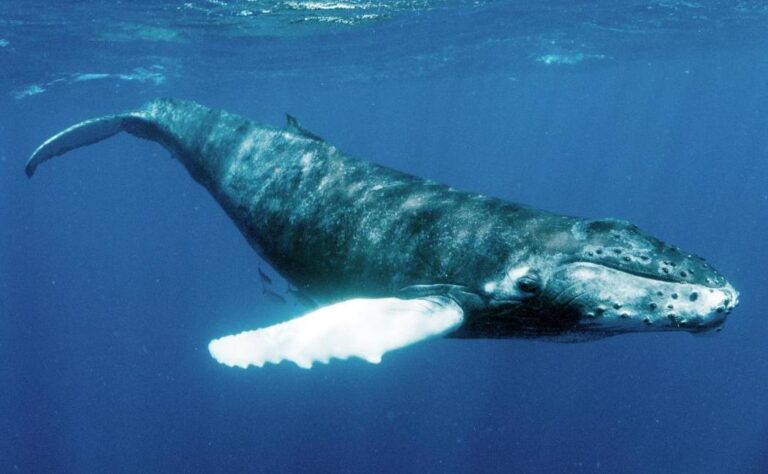 I keporkak je inspirativní...