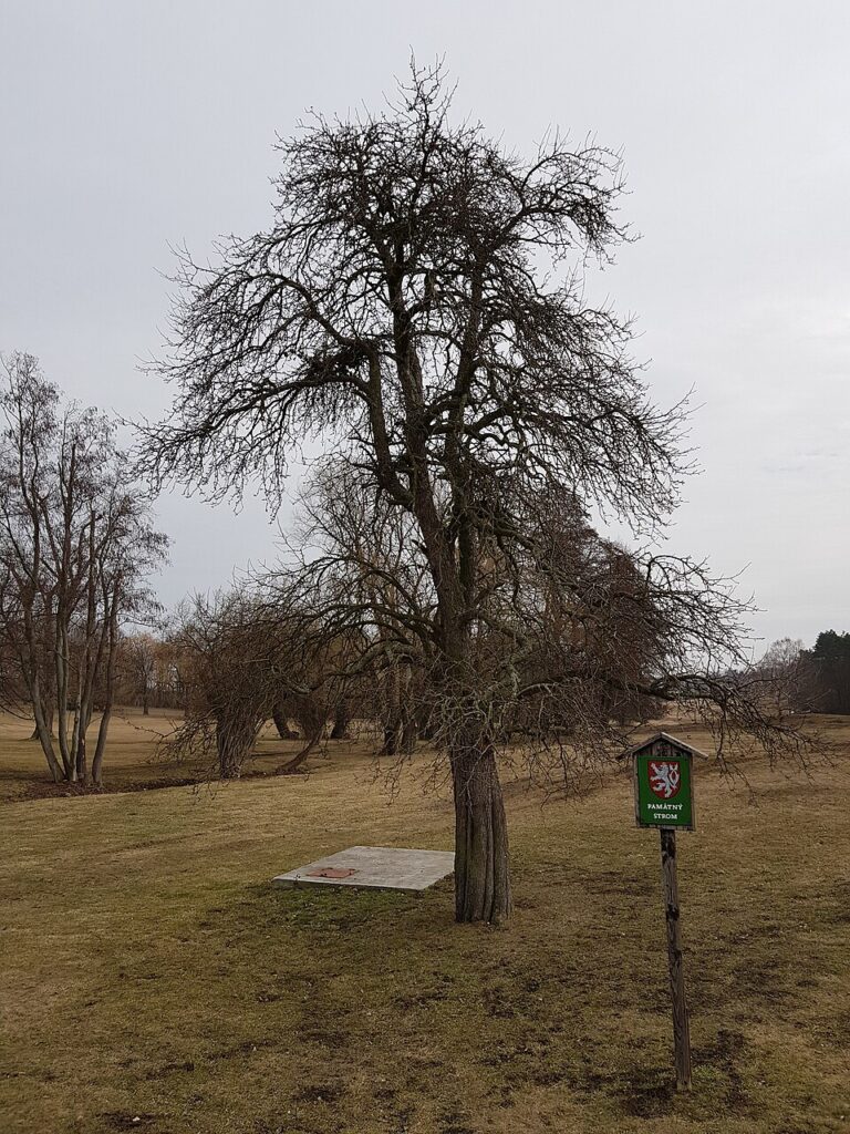 Když opadá listí, je vidět rozdvojený kmen v místě, kde došlo k naštípnutí během výbuchů