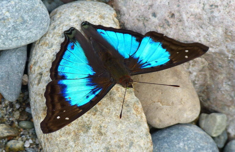 Tropický motýl Doxocopa laurentia je jedním z mála živočichů, které zdobí tyrkysová.