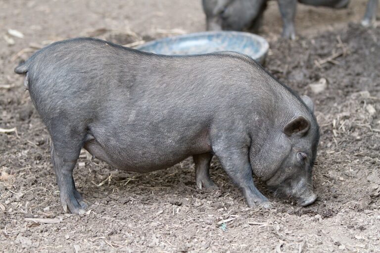 Stádo vietnamských prasat, které zde chová vrah Roubal, se postará o většinu důkazů – a nakonec zde sama umírají hlady