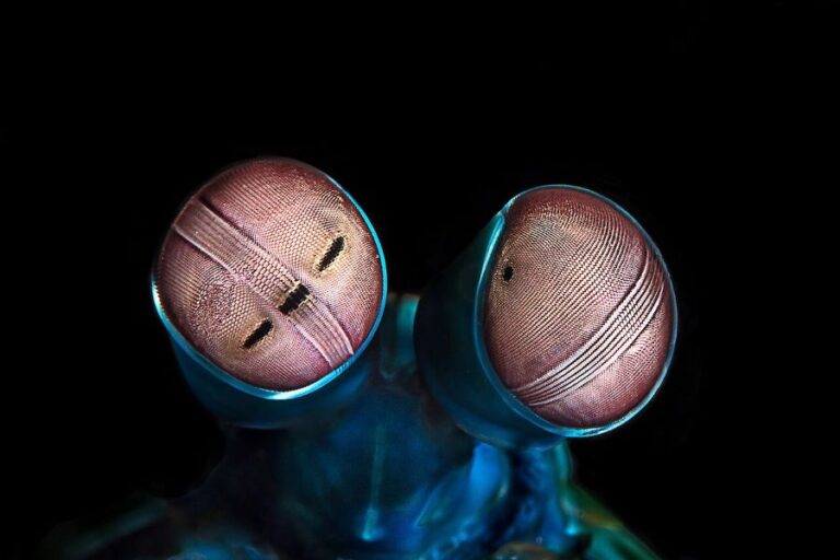 Struktura očí krevety Odontodactylus scyllarus je fascinující. Foto: Cédric Peneau/Creative Commons/Public Domain