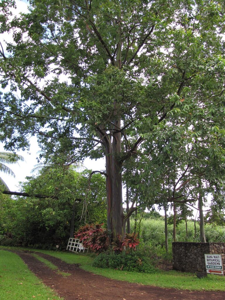 Duhové blahovičníky jsou nejenom krásné, ale i majestátní stromy.