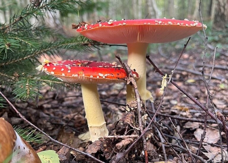 Muchomůrka červená je jedovatá krasavice. Foto: Dakstor/Creative Commons/CC BY-SA 4.0
