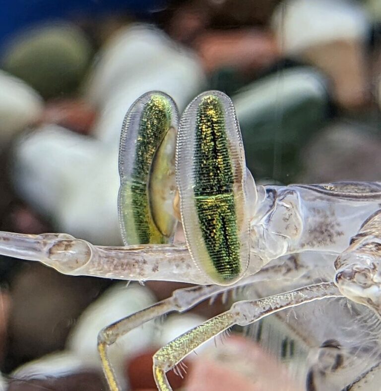 Detailní záběr očí krevety Oratosquilla oratoria. Foto: Tambe/Creative Commons/CC BY-SA 4.0