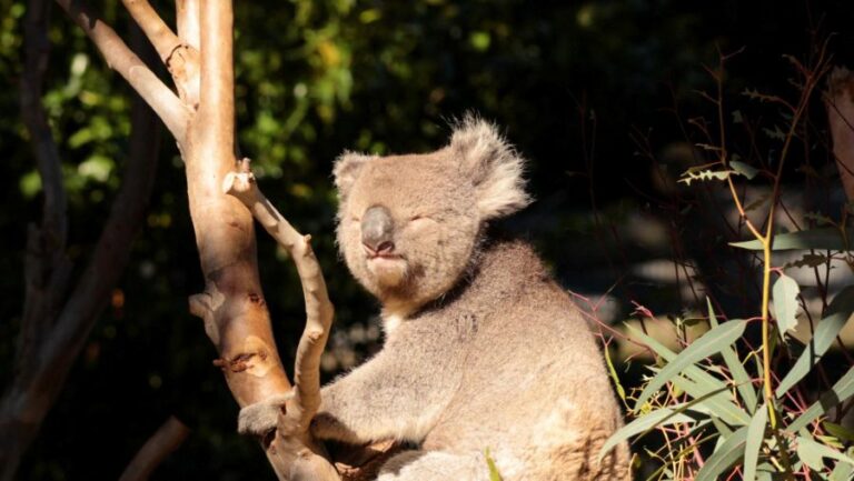 Koala potřebuje správně uchopit větve a jemné kožní rýhy mu v tom skvěle pomáhají. Foto: Freepik