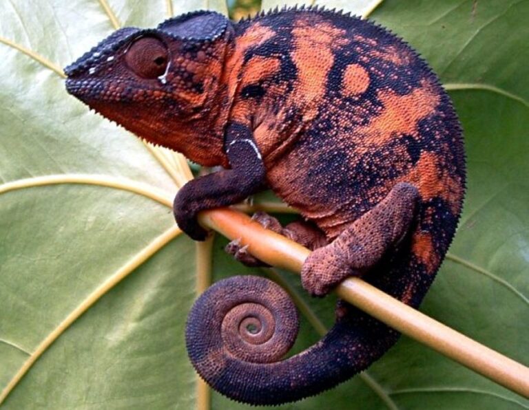 Proměňovat se chameleon umí skutečně obdivuhodně. Má k tomu spoustu důvodů. Foto: Anne97432/Creative Commons/CC BY-SA 3.0