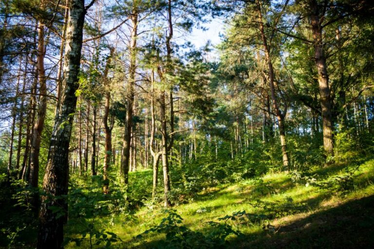 Lesy jsou na Zemi už pěkně dlouho. Ale žraloky rozhodně netrumfnou. Foto: Freepik