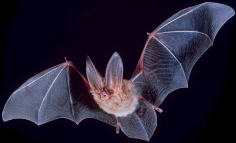 Polohu kořisti dokážou pomocí echolokace zjistit na milimetry. Foto: PD-USGov, exact author unknown/Creative Commons/Public Domain