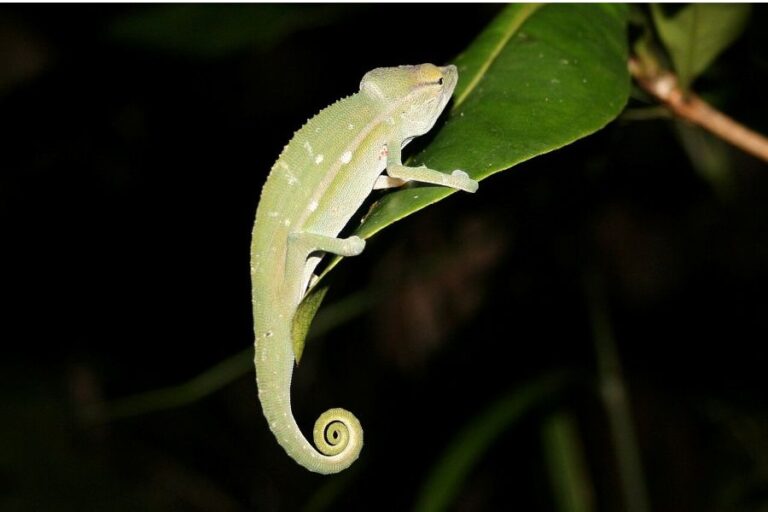 Další z mnoha barevných podob chameleona. Foto: Gavinevans/Creative Commons/CC BY-SA 3.0