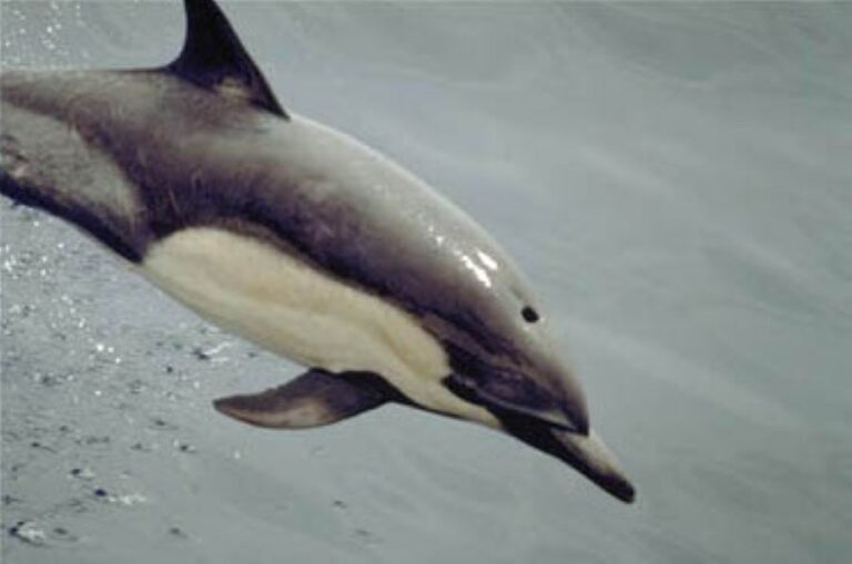 Jsou překvapivě inteligentní a mají i svůj akustický podpis. Foto: NOAA, Scott Hill/Creative Commons/Public Domain