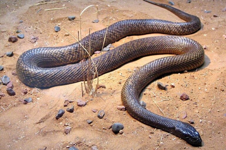 Taipana manšího si můžete prohlédnout v australské zoo. Foto: Photo by XLerate//Creative Commons/CC BY-SA 3.0