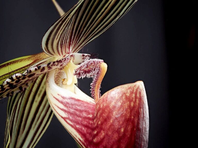 Orchidej Gold of Kinabalu je velmi ceněnou květinou. Kvete jen v malajském národním parku Kinabalu na ostrově Borneo. Foto: Naoki Takebayashi from Fairbanks, AK, USA /Creative Commons/CC BY-SA 2.0