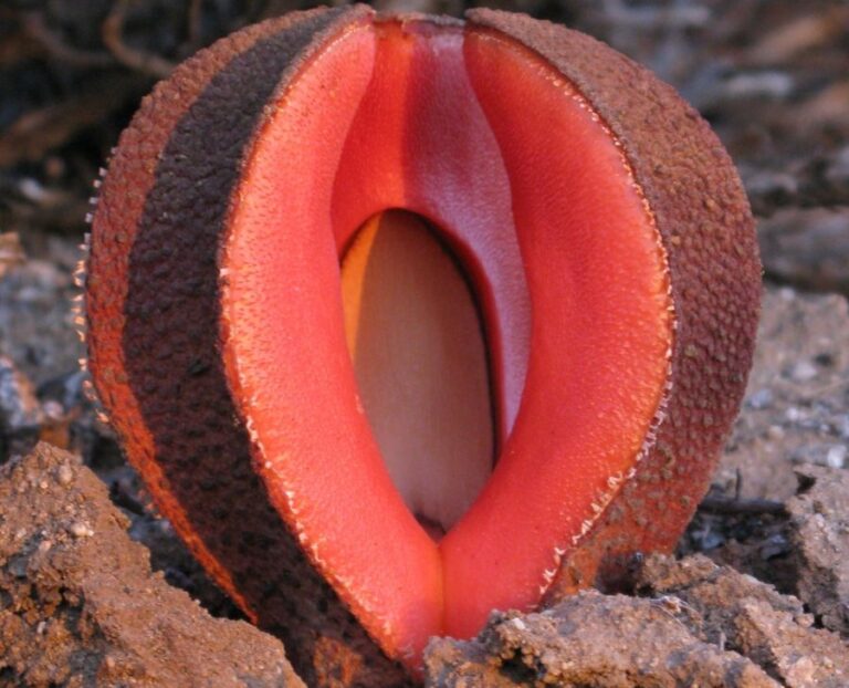 Hydnora africká vypadá tak trochu jako z hororu. Foto: Julia Naumann, Karsten Salomo, Joshua P. Der, Eric K. Wafula, Jay F. Bolin, Erika Maass, Lena Frenzke, Marie-Stéphanie Samain, Christoph Neinhuis, Claude W. dePamphilis, Stefan Wanke/Creative Commons/CC BY-SA 4.0