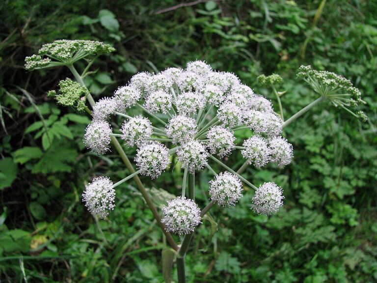 Rozpuk jízlivý je taková nevinná kytička. Jenže se smrtícími účinky. Foto: breki74 from Maribor, Slovenia/Creative Commons/CC BY-SA 2.0