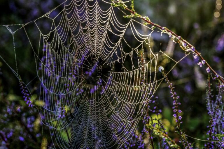 Pavučina je skutečně mistrovské dílo, ale málokdo tuší, že hedvábná vlákna, která pavouci vytváří, umožňují balonové létání. Foto: Magnific