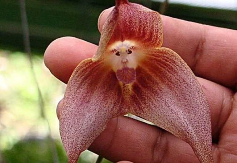 Květ orchideje opičí skutečně připomíná opičí tvář. Foto: Dick Culbert from Gibsons, B.C., Canada/Creative Commons/CC BY-SA 2.0
