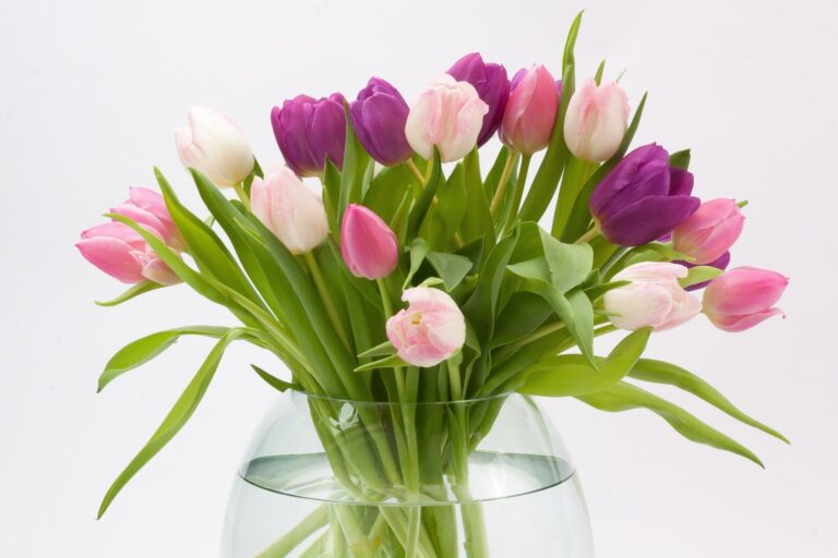 Až o 10 centimetrů ještě mohou vyrůst tulipány, které jste už odřízli a dali do vázy! Je k tomu třeba hodně studená voda.