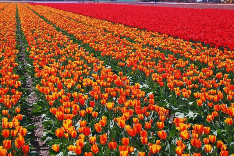 80 % světové nabídky tulipánů pochází z Nizozemska. Každý rok je to přibližně tři miliardy rostlin!