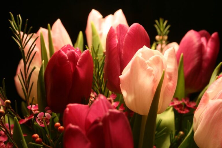 Nádherné květy tulipánů na počátku 17. Století okouzlí Holandsko. Foto: Magnific