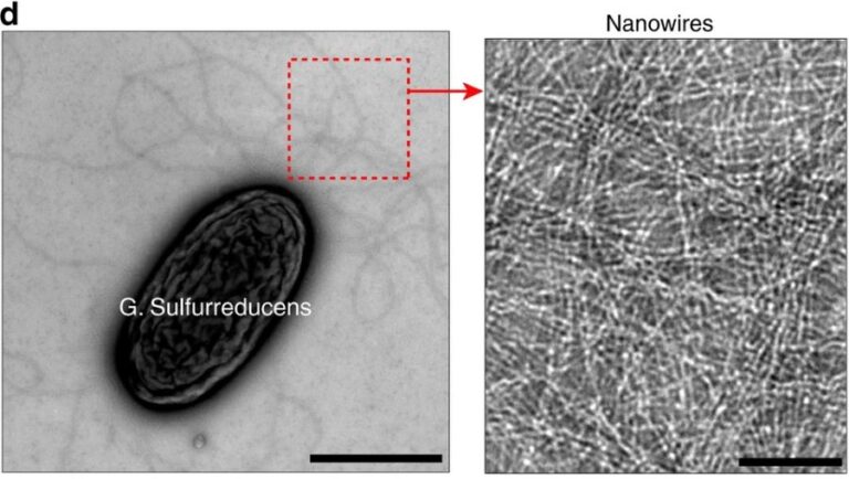 Geobacter sulfurreducens a jeho bakteriální nanodráty. Foto: Authors of the study: Tianda Fu, Xiaomeng Liu, Hongyan Gao, Joy E. Ward, Xiaorong Liu, Bing Yin, Zhongrui Wang, Ye Zhuo, David J. F. Walker, J. Joshua Yang, Jianhan Chen, Derek R. Lovley & Jun Yao Creative Commons/CC BY-SA 4.0