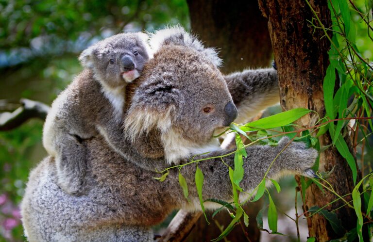 Rozkošná koala je občas hledaným vrahem či zlodějem.