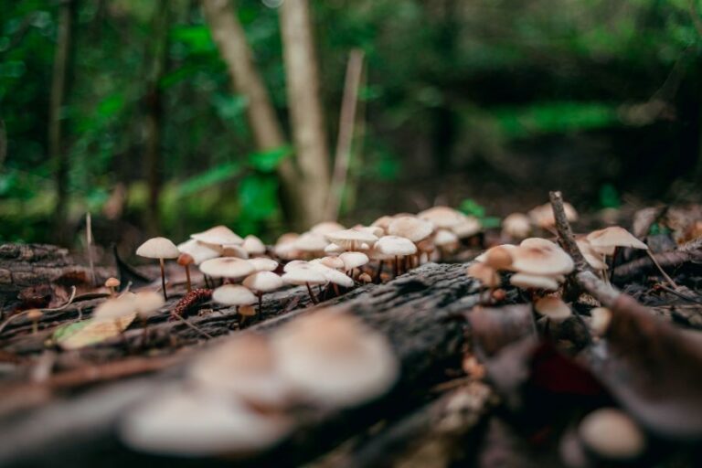 Symbióza hub a stromů je složitější, než tušíme. Zdroj foto: Magnific