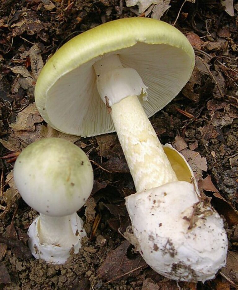 Muchomůrka zelená vypadá na první pohled krásně, ale zdání klame. Foto: Amanita_phalloides_1.JPG: User:Archenzo, derivative work: Ak ccm Creative Commons/CC BY-SA 3.0