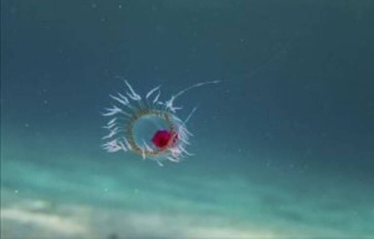 Turritopsis dohrnii medúza je vlastně biologicky nesmrtelná. Foto: Bachware/Creative Commons/CC BY-SA 4.0