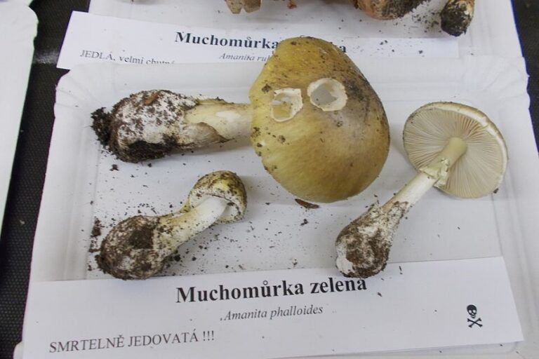 Z výstavy hub. Pozor, tyhle plodnice jsou smrtelně jedovaté! Foto: Vojtěch Dočkal/Creative Commons/CC BY-SA 4.0