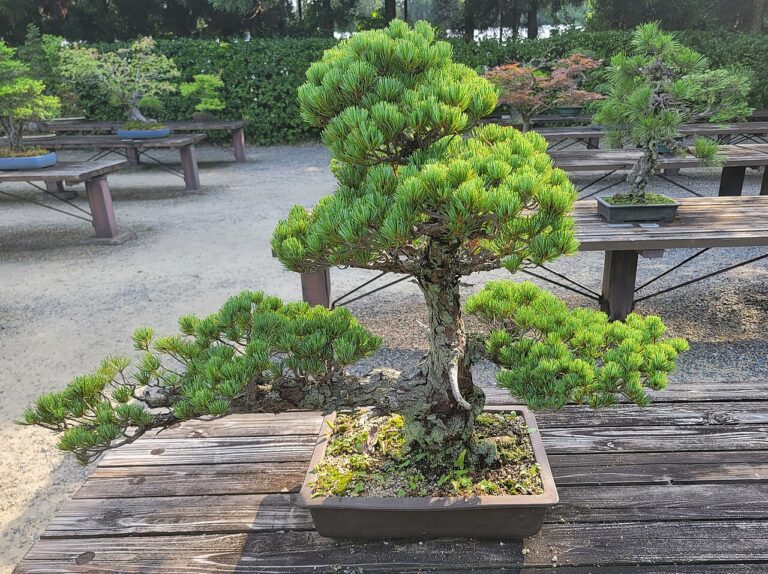 Botanická zahrada v Kjótó vystavuje nádherné bonsaje.