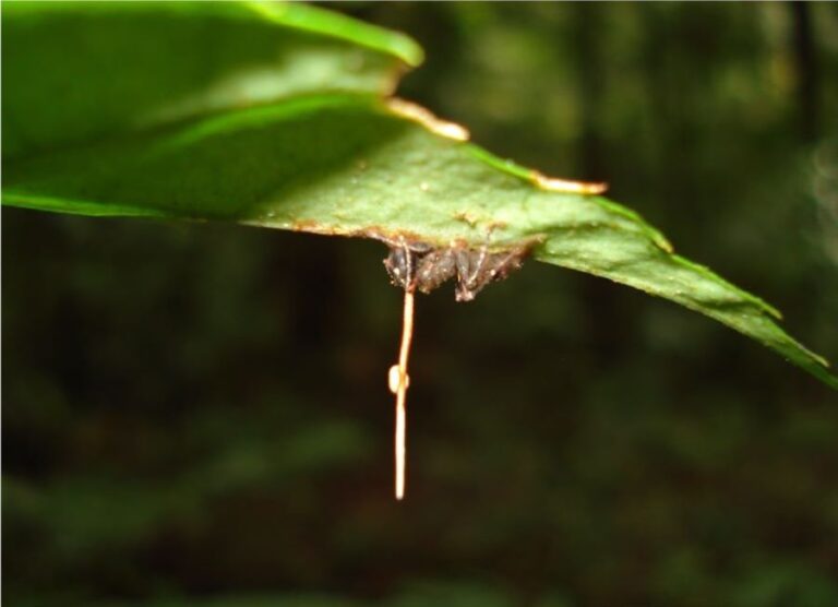 Mravenec se zakousne do žilky na spodní straně listu a jeho kusadla zůstanou pevně sevřená i poté, když zemře. Foto: David P. Hughes, Maj-Britt Pontoppidan – https://journals.plos.org/plosone/article?id=10.1371/journal.pone.0004835/Creative Commons/CC BY-SA 2.5