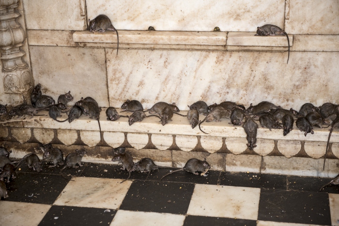 Dalším zajímavým faktem je, že krysy nikdy neopouštějí chrám, ačkoliv jim v tom nikdo nebrání. Proč by taky…