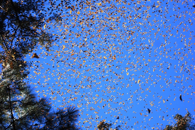 Monarchové migrují v obrovských hejnech.