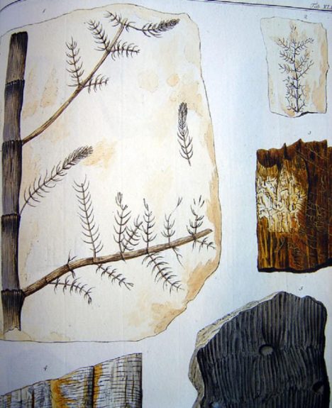 Bohaté Šternberkovy hraběcí sbírky obsahují i fosílie.