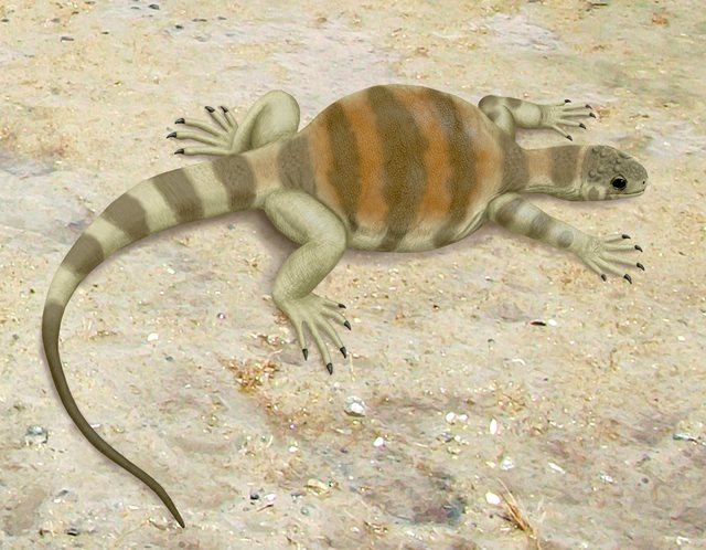 Želví předchůdce - Eunotosaurus
