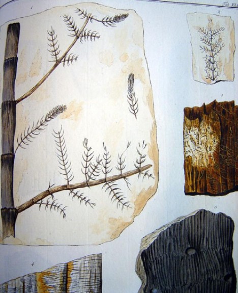 Fosílie přesličky. Paleontologické a geologické předměty a herbáře se stanou jádrem muzeálních sbírek. Hrabě Šternberk shromáždil úctyhodných 145 000 exponátů.